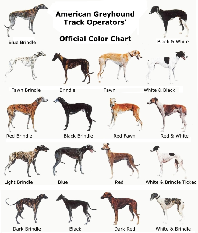 Greyhound Official Coat Colors
